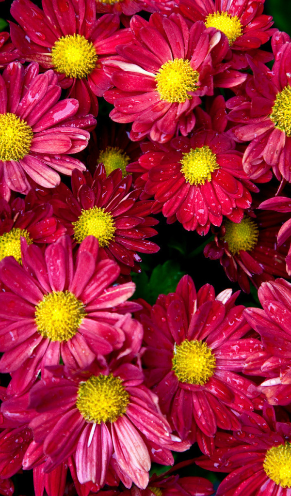 Цветочный ковер