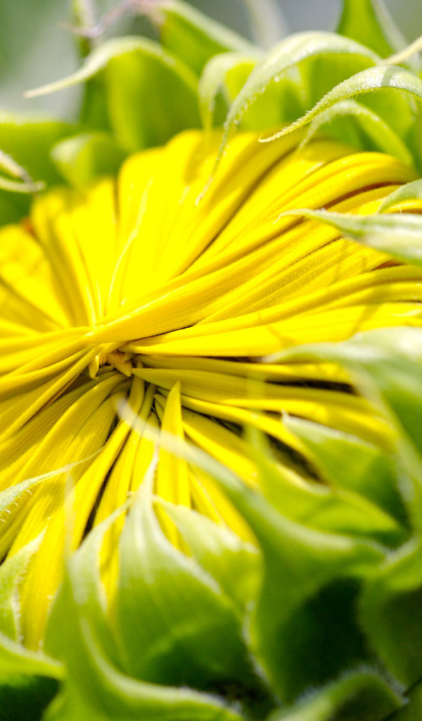 Бутон цветка, макро