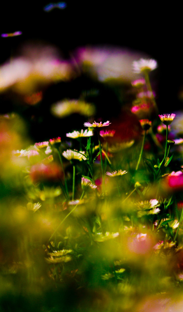 Цветочный ковер