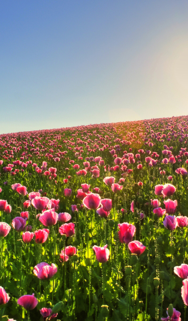 Цветочное поле