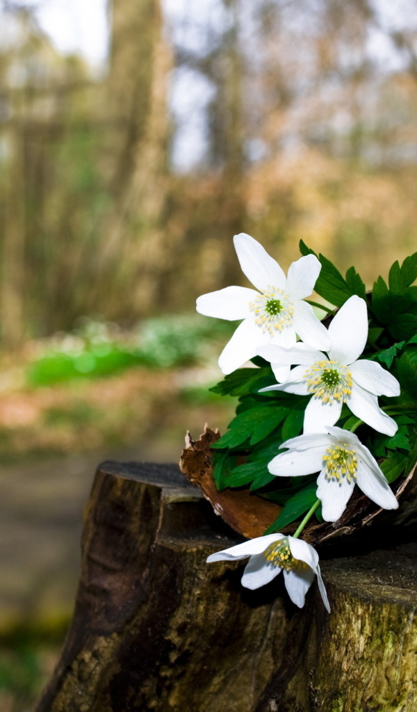 Цветочки на пьне