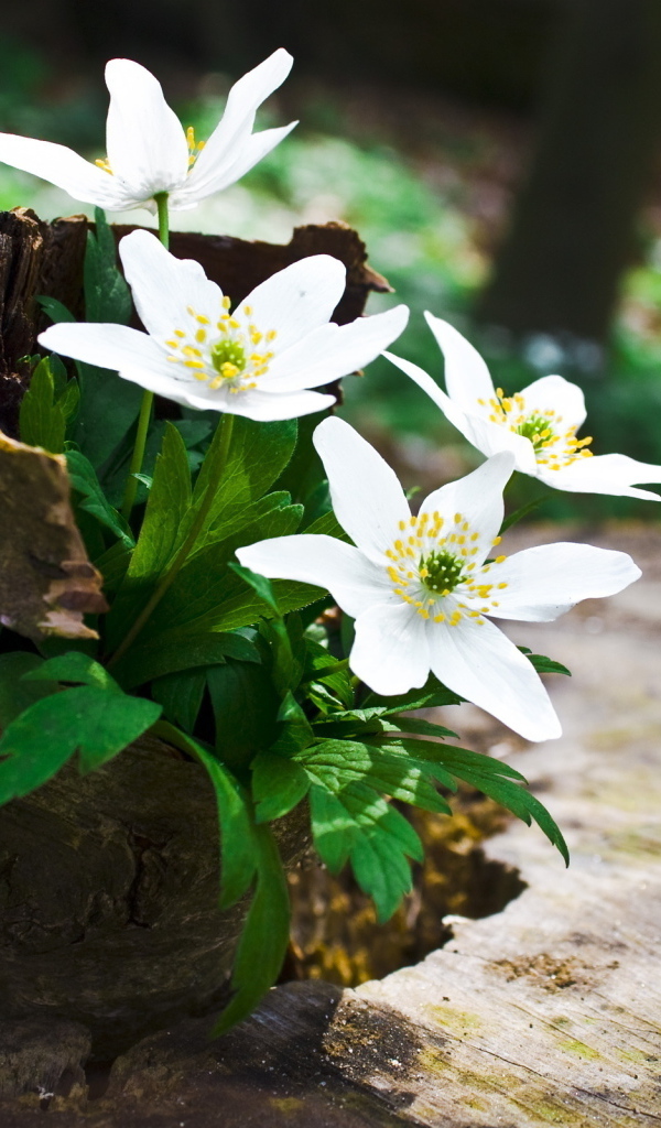 Цветы на пеньке