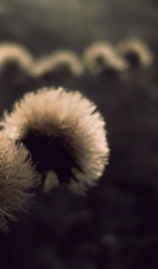 Пушистые шапки