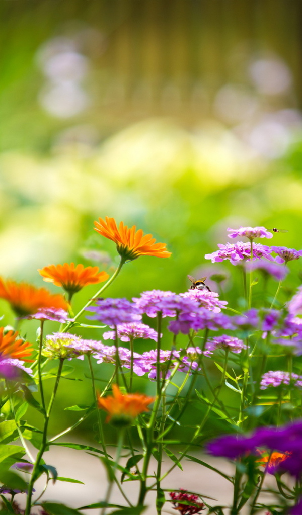 Садовые цветочки