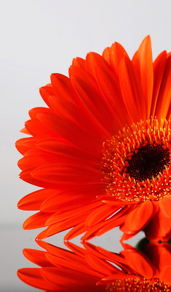 цветок Гербера