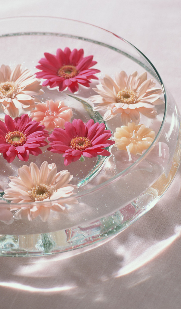 Герберы в воде