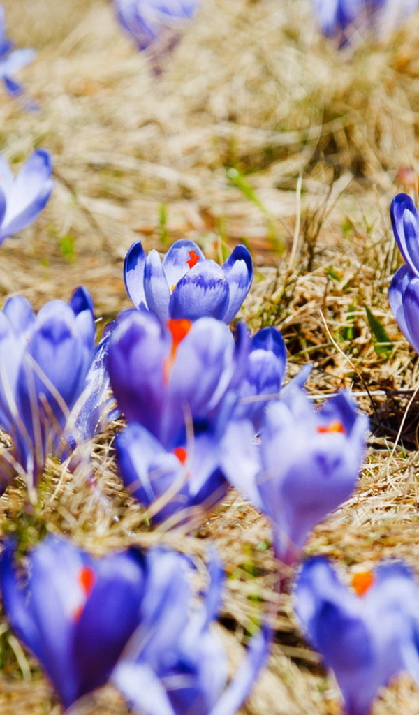 Поляна крокусов