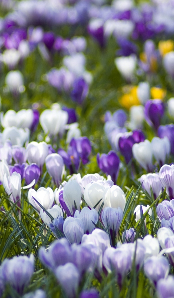 Поляна крокусов