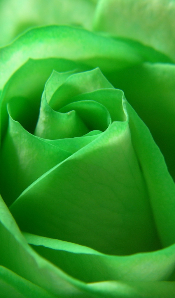 Зеленая роза