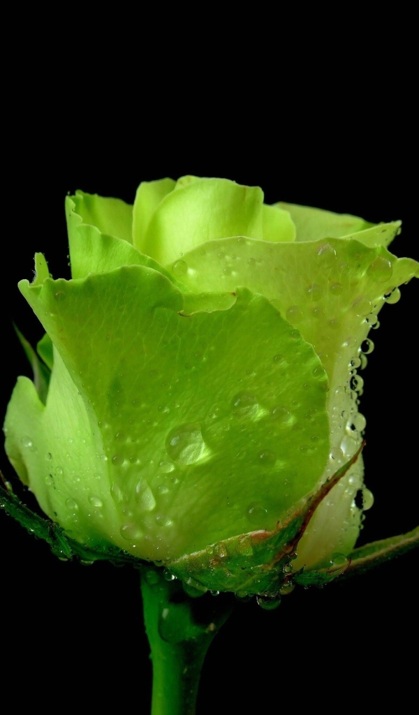 Зеленая роза