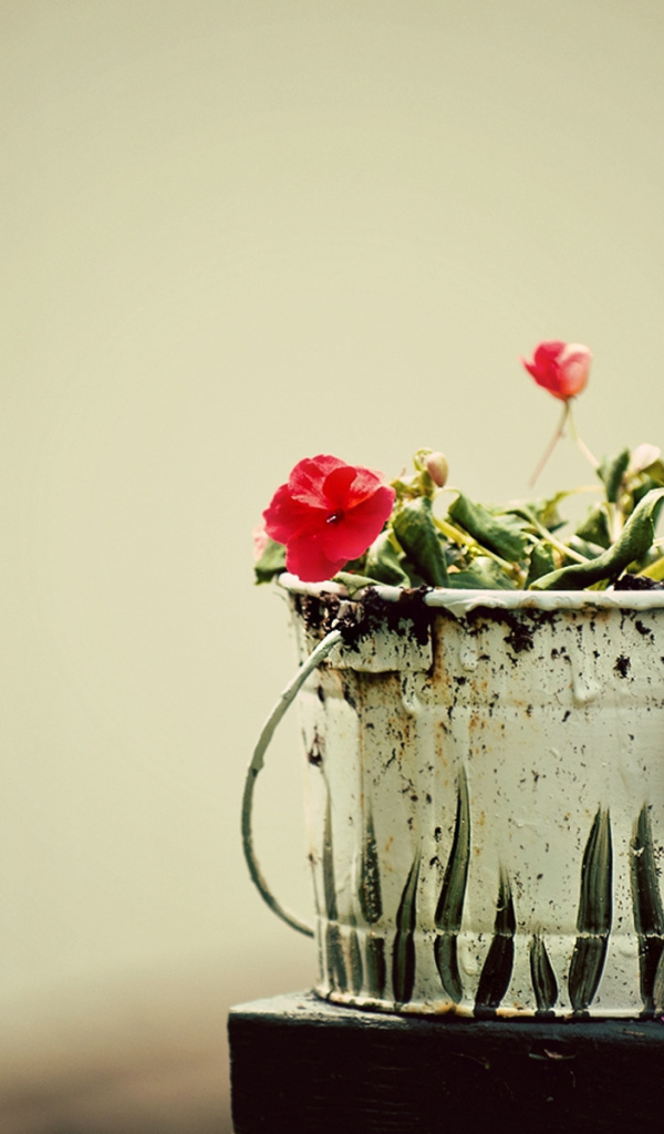 Вялые цветы