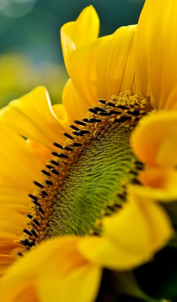 Большой подсолнух