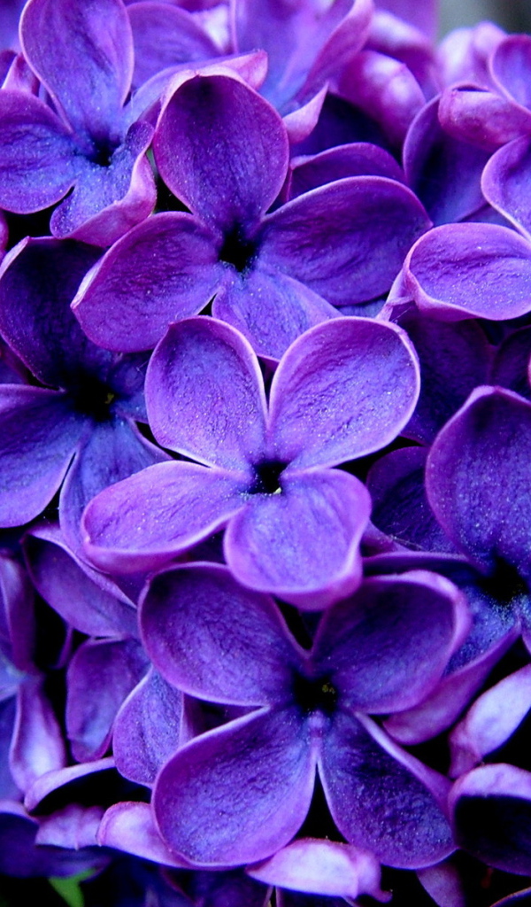 Ветка сирени