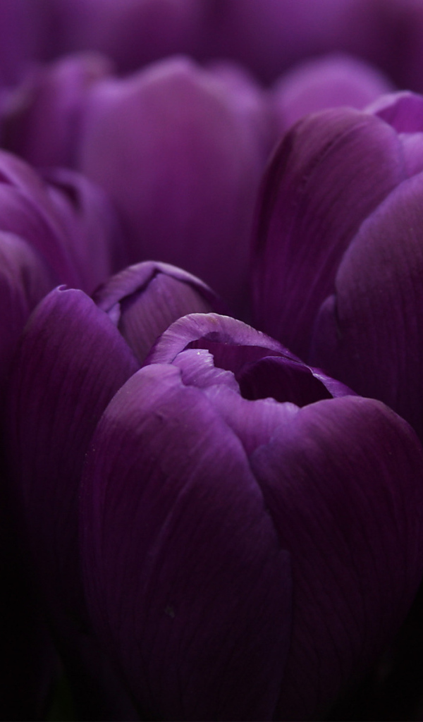 Сиреневые бутоны тюльпанов