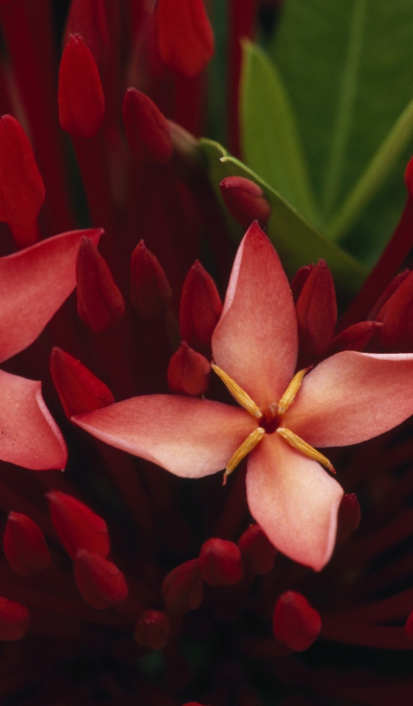 Живые цветы обои