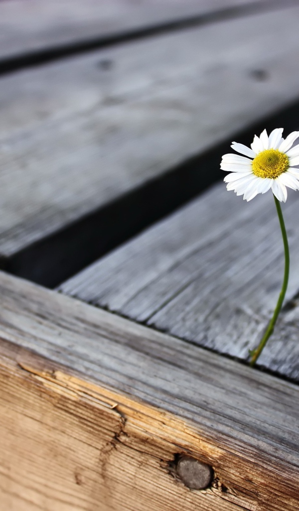 Одинокая ромашка