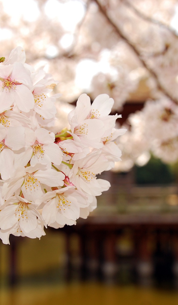 Майское цветение