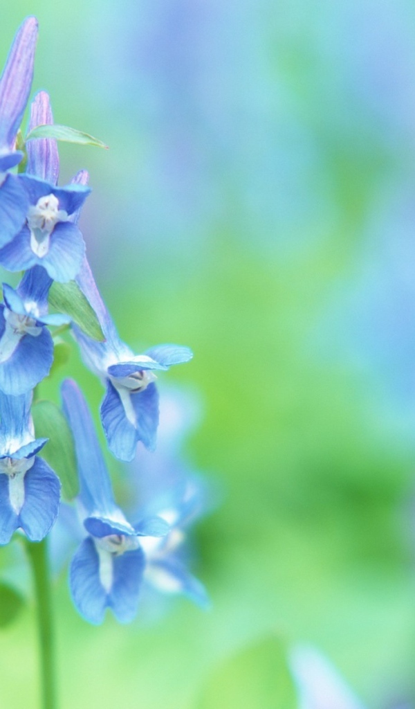 Луговые цветочки