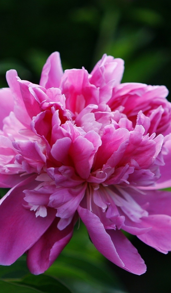 Розовый пион