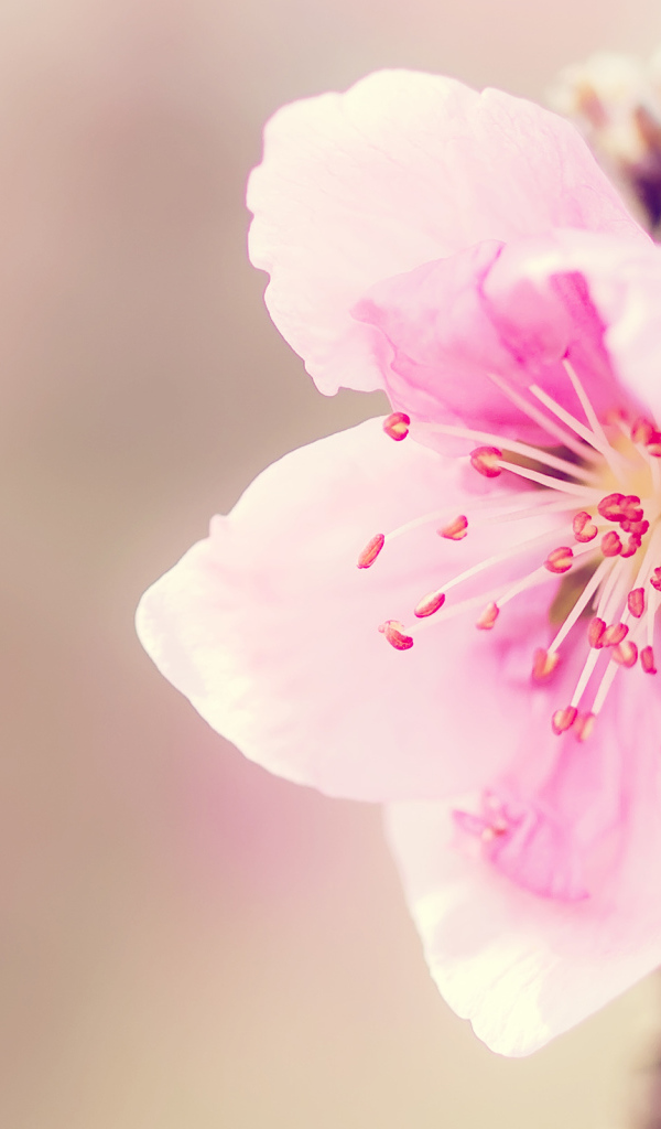 Розовый цветочек