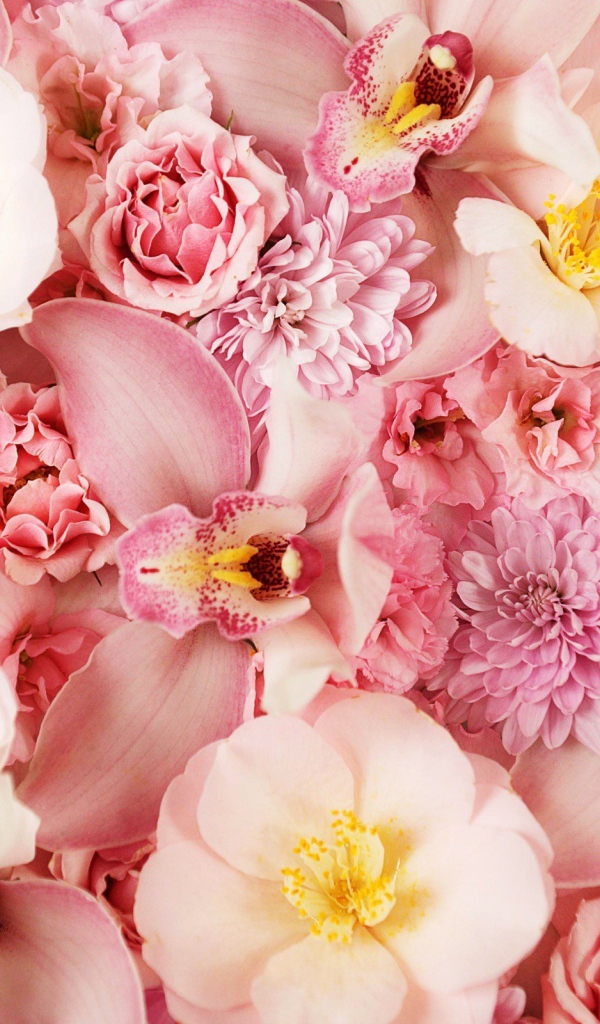 Розовые цветы