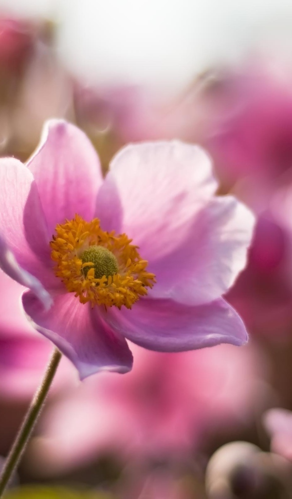 Розовые цветочки