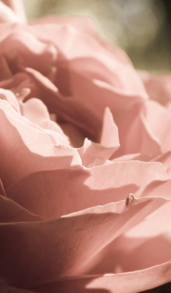 Розовая роза