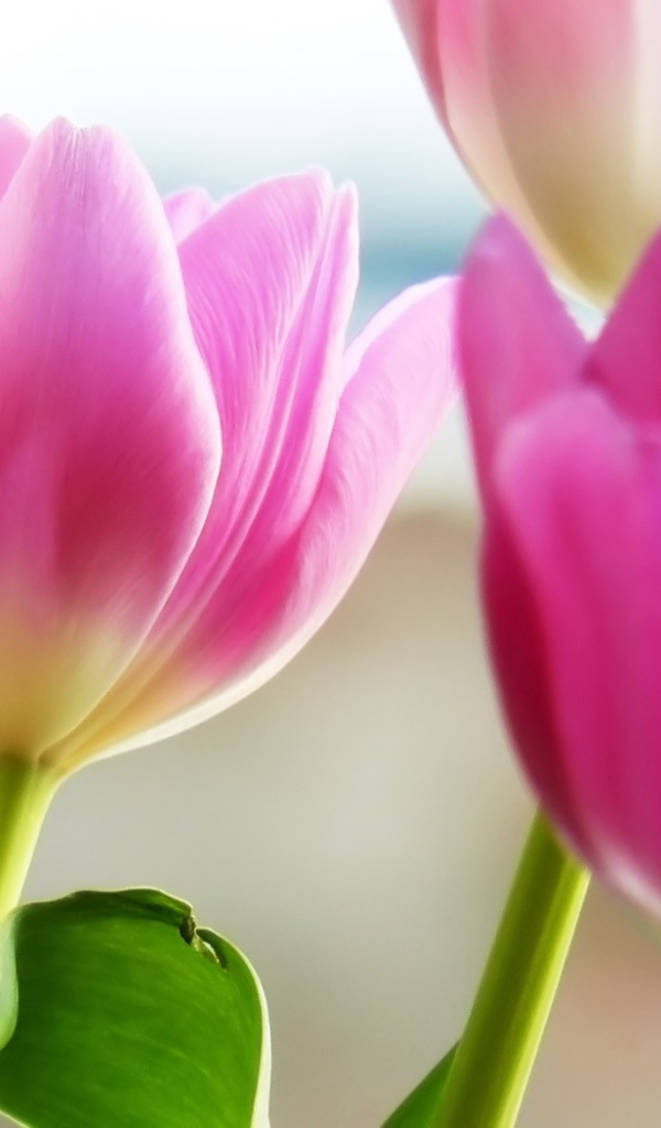 Розовые тюльпаны