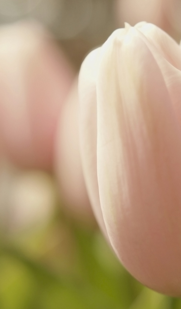 Розовые тюльпаны