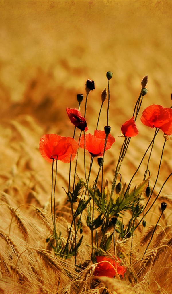 Маки в поле