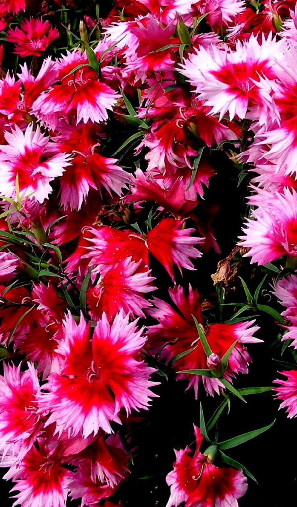 Колючие цветочки