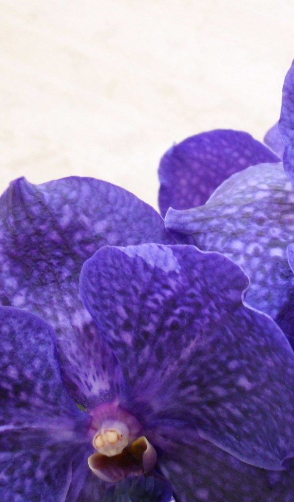 Сиреневая ванда