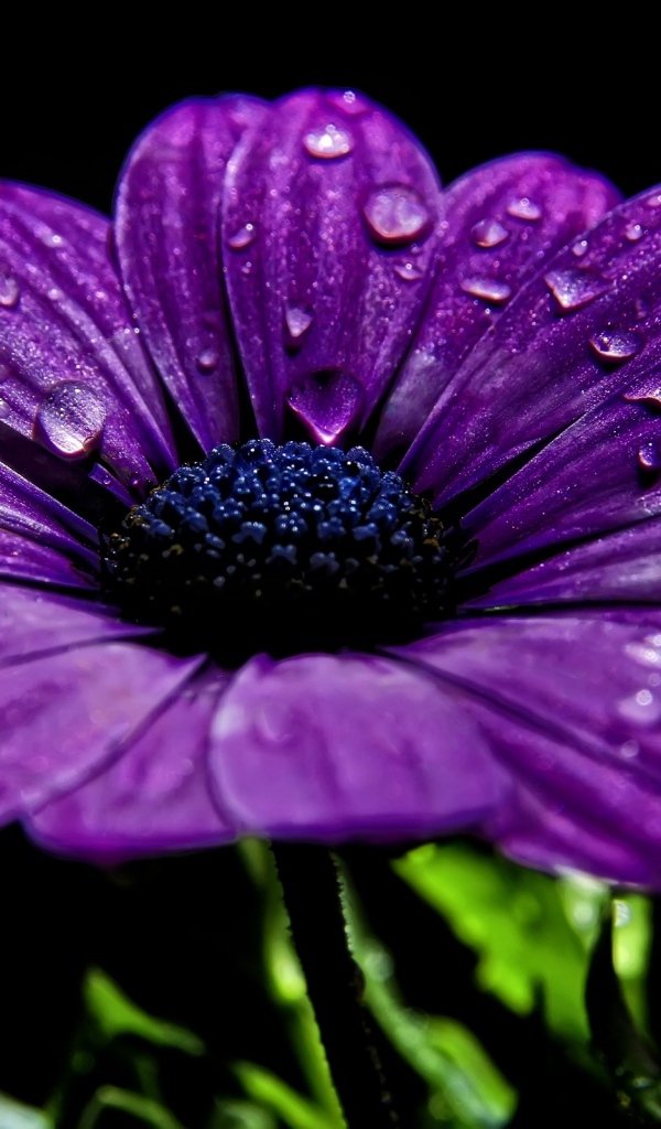 Фиолетовый цветок