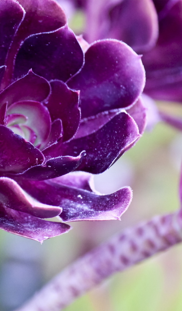 Фиолетовые цветы