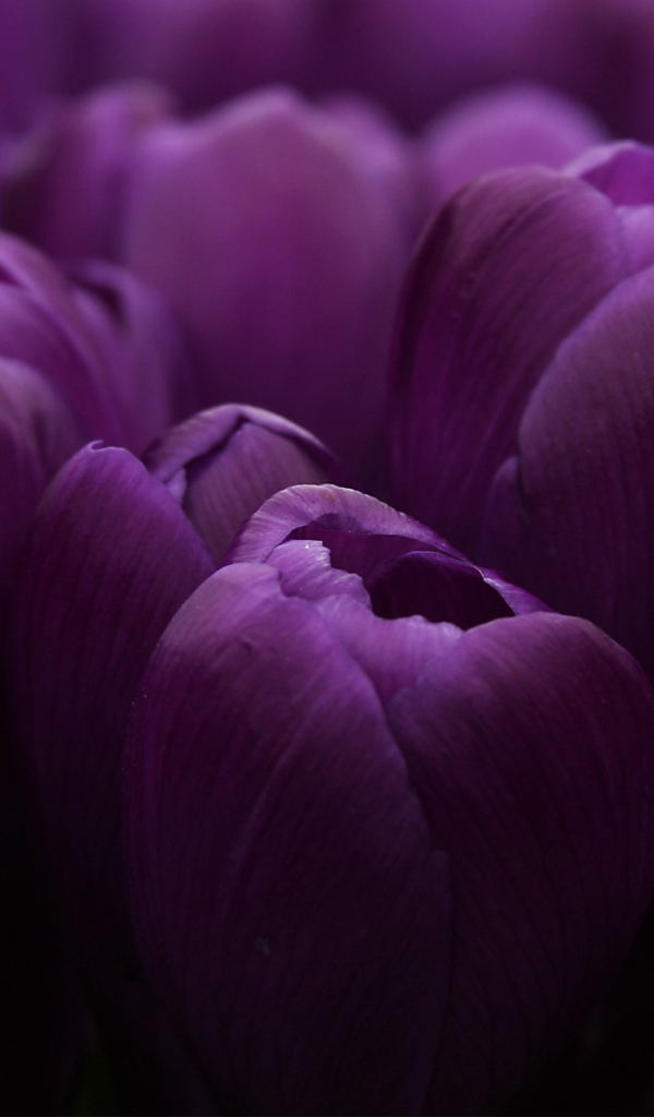 Сиреневые тюльпаны