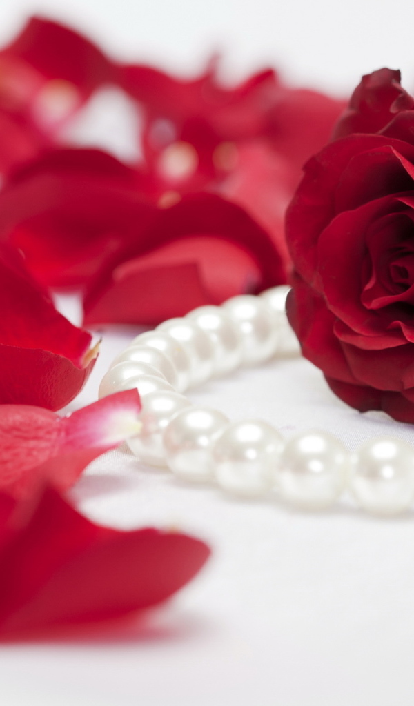 Алая роза и жемчуг
