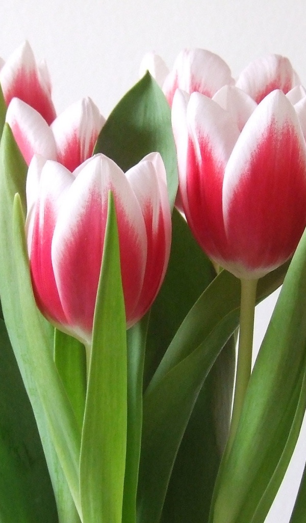 Алые тюльпаны