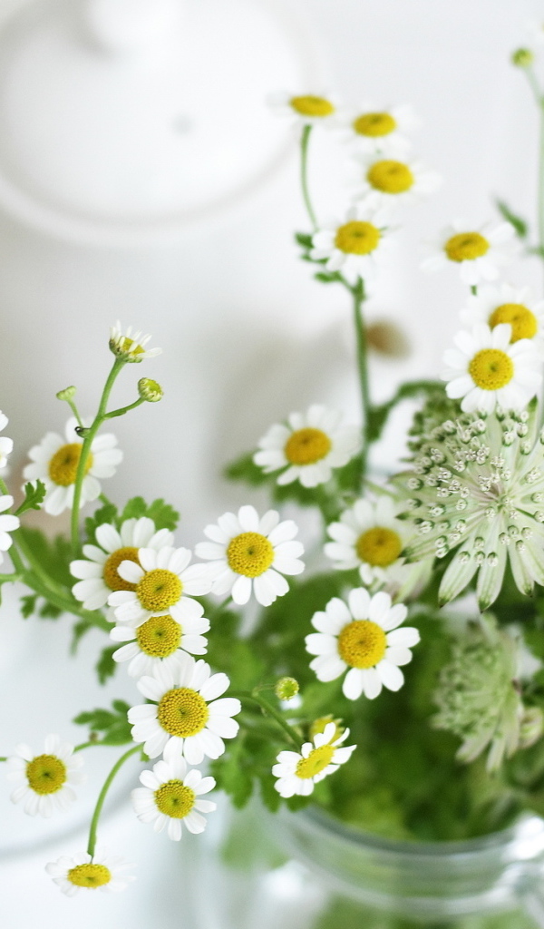 Маленькие ромашки
