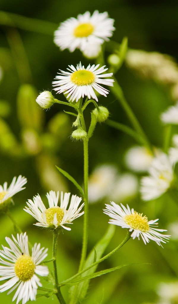 Мелкие ромашки