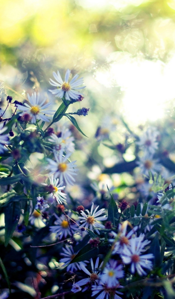 Мелкие цветочки