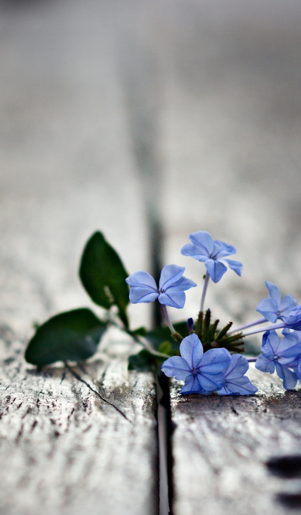 Маленькие цветочки