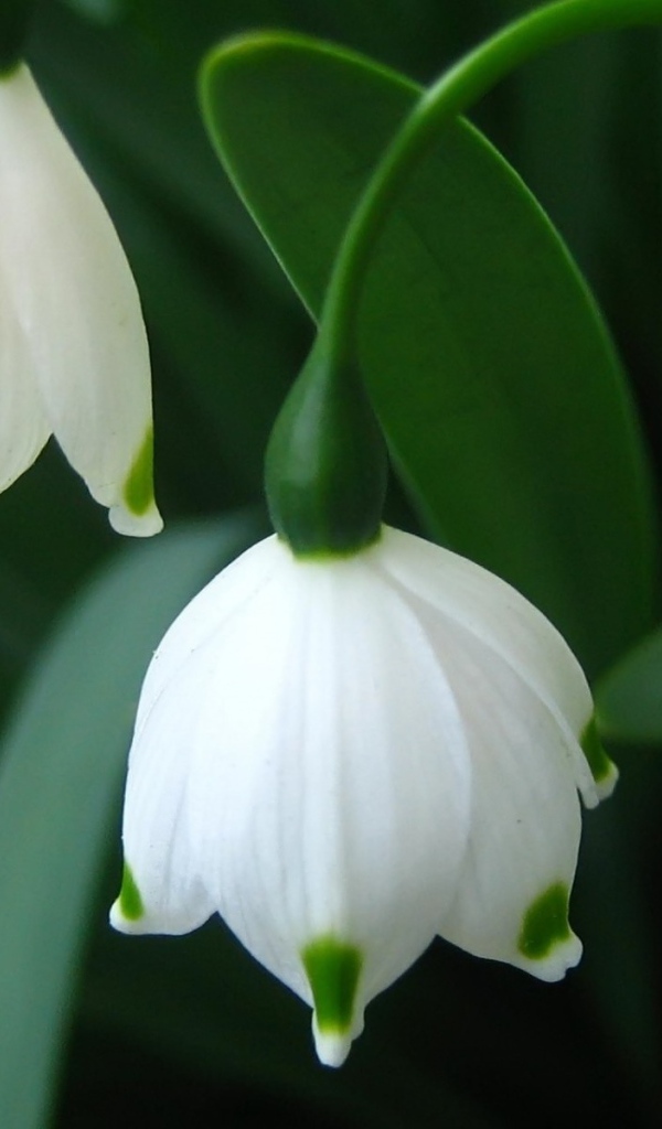 Подснежники