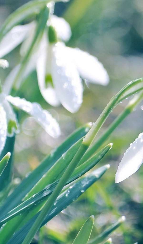 Подснежники