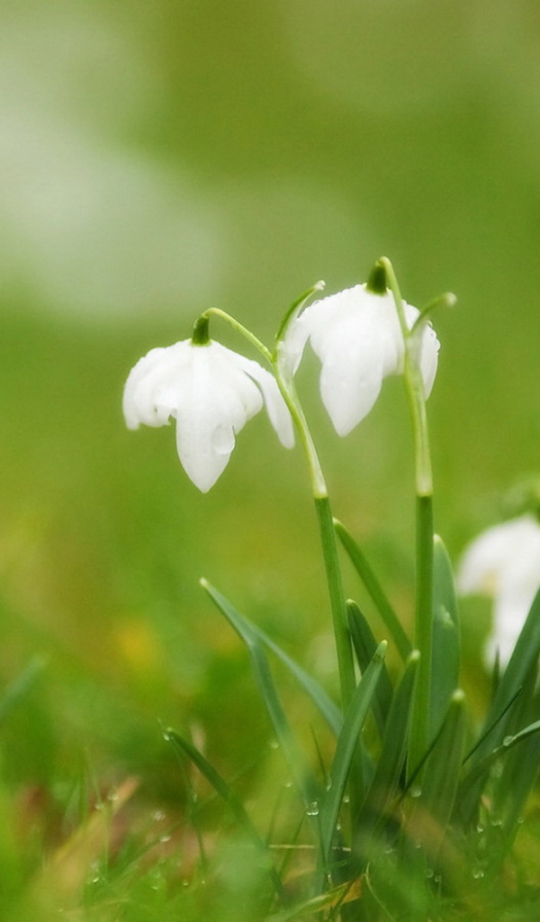 Подснежники в траве
