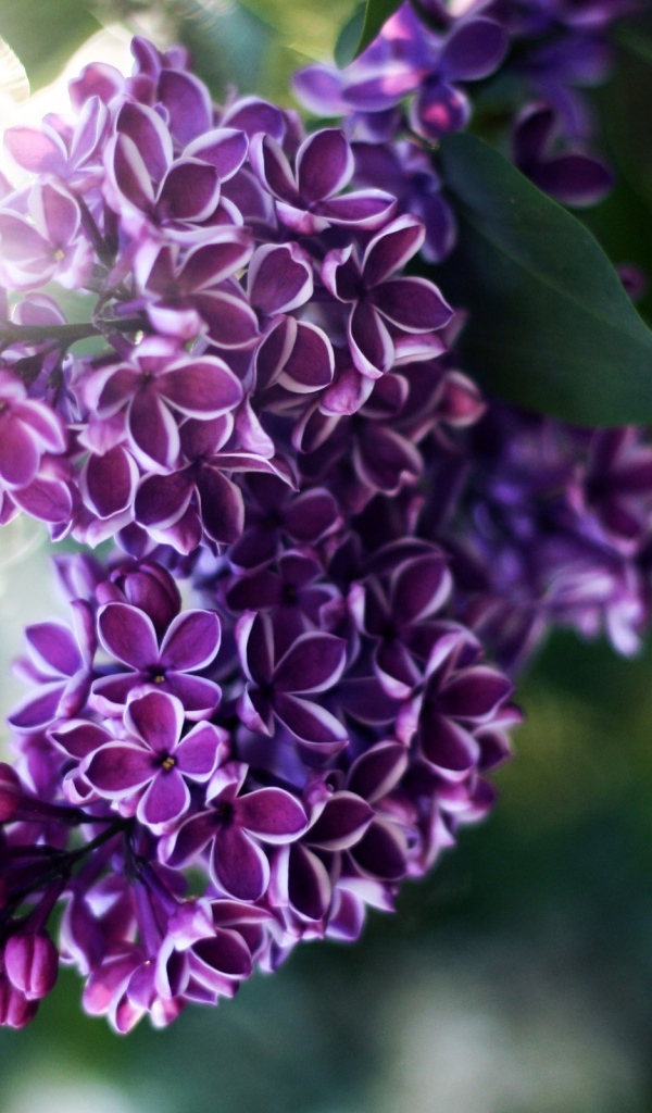 Веточка сирени