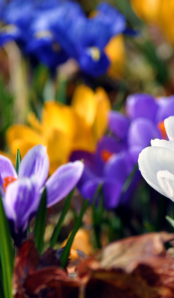 Весенняя красота