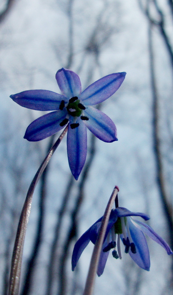 Весенние цветочки