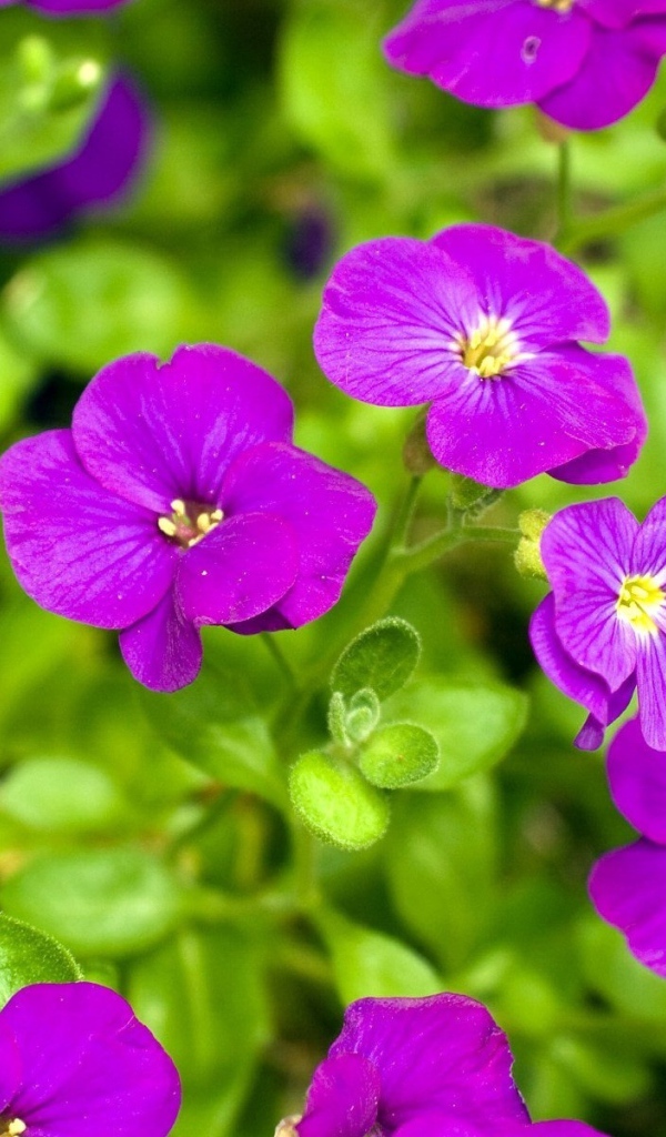 Весенние цветочки