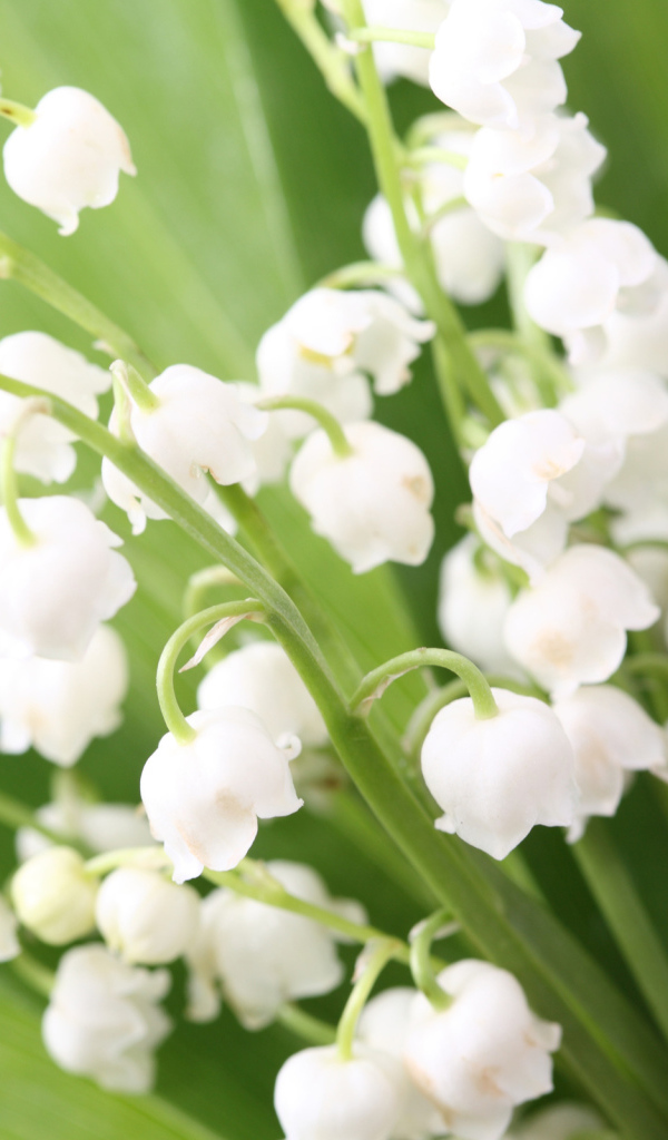 Весенние ландыши