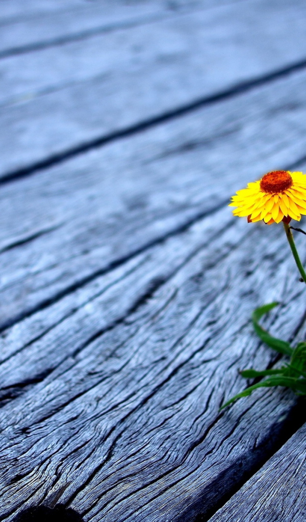 Проросший цветок